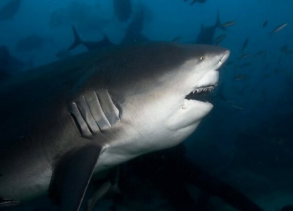 Самая опасная акула: фото, ареал обитания акулы бык – читайте больше на Exomania
