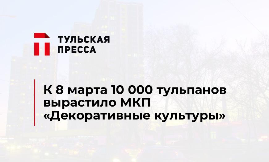 К 8 марта 10 000 тульпанов вырастило МКП "Декоративные культуры"