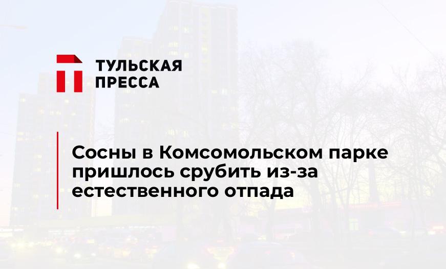 Сосны в Комсомольском парке пришлось срубить из-за естественного отпада