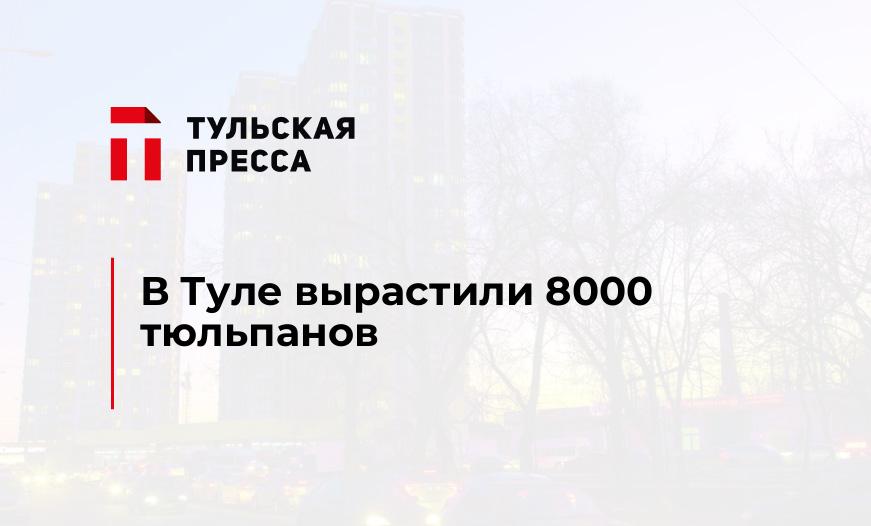 В Туле вырастили 8000 тюльпанов