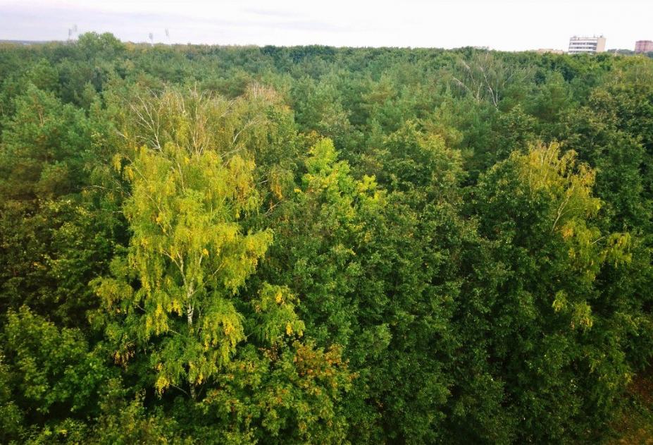 Деревья в тульской области фото с названиями