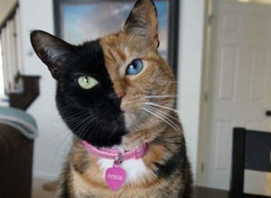 Хозяин умер, а питомец остался: тульские волонтеры спасли запертую в квартире кошку