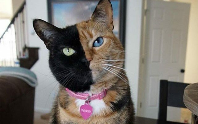 Хозяин умер, а питомец остался: тульские волонтеры спасли запертую в квартире кошку