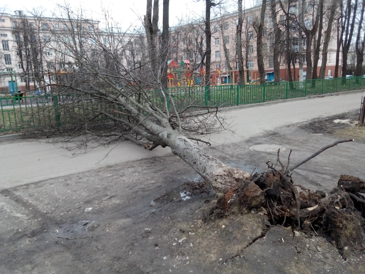 Сегодня был сильный. Поваленное дерево. Поваленные деревья в Москве. Повалившееся дерево. Упавшее дерево с корнем.
