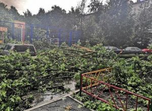 Непогода разбушевалась: в Туле сильный ветер ломает деревья
