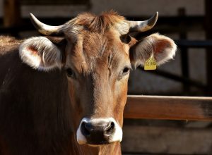 В личных подсобных хозяйствах Тульской области зафиксировали снижение поголовья скота