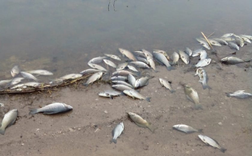 Гибнет рыба. Гибель рыбы в Советске Тульской. Массовая гибель рыбы. Мертвая рыба на берегу. Рыбы в водоеме.