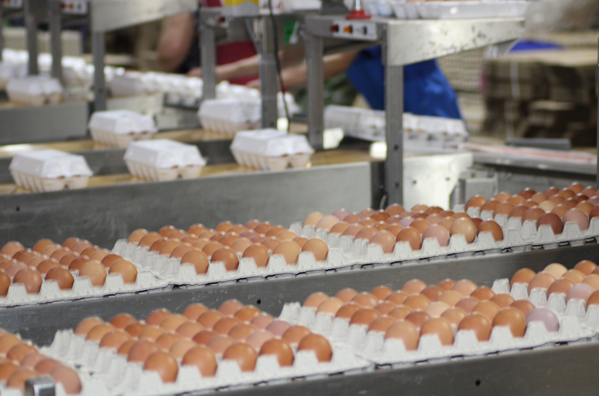 Три главных мифа о фабричных яйцах: развенчиваем каждый