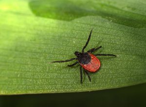 В Тульской области на 20% участились случаи присасывания клещей