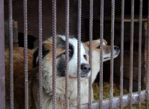 В Кимовске собака укусила подростка: на местных чиновников завели уголовное дело