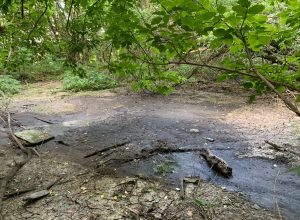 В Кимовске канализационные стоки затопили Карачаевский лес
