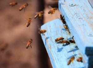 В Тульской области вновь фиксируют массовую гибель пчел