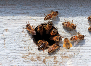 В Тульской области проверяют случаи массовой гибели пчел