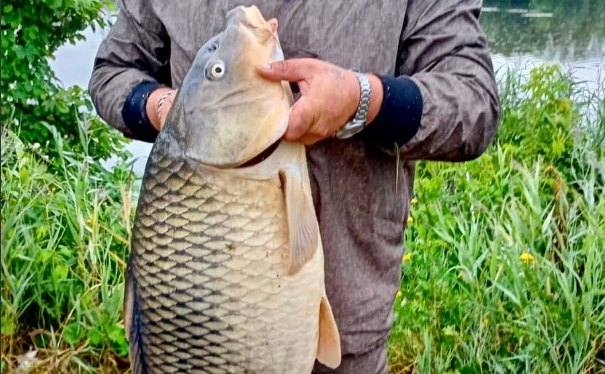В Туле рыбаки поймали 12-килограммового карпа