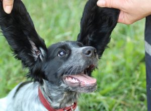 Ночевка с кабанами и прятки со спасателями: как поисковые собаки ищут людей в Тульской области