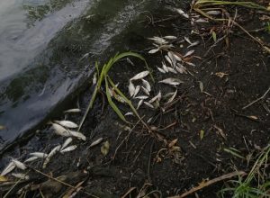 В Тульской области на берегу реки Любовка жители заметили множество мертвых рыб