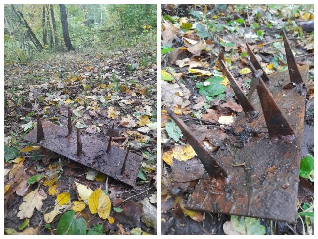 ÐÑÐ¾ Ð¾ÑÐ¾ÑÐ¸ÑÑÑ Ð² ÑÑÐ»ÑÑÐºÐ¸Ñ Ð»ÐµÑÐ°Ñ Ð½Ð° Ð³ÑÐ¸Ð±Ð½Ð¸ÐºÐ¾Ð²?