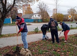 На улице Дмитрия Ульянова в Туле высадили молодые деревья