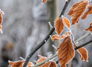В Тульской области на следующей неделе ожидаются заморозки