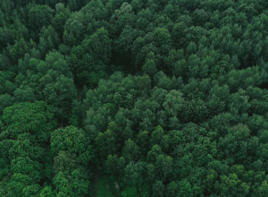 В Тульской области леса патрулируют при помощи самолетов
