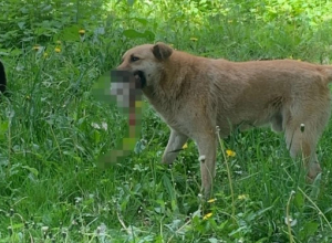 В Новомосковске собаки разорвали кошку. Видео