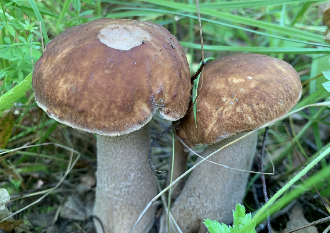 Тульский грибной форум. Тульский грибной форум. Капыты грибы. Специалист по грибам как называется. Тульский грибной форум.