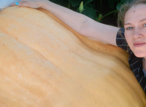 Тулячка представит тыкву-гиганта на Всероссийском конкурсе в Ставрополе