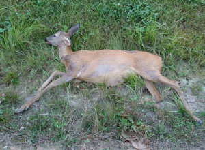 В Алексине водитель сбил косулю на дороге
