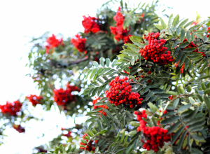 Солнечная и теплая неделя: Тульскую область ждет бабье лето