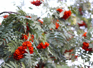 В России — аномальное тепло. Синоптики рассказали, когда начнет холодать