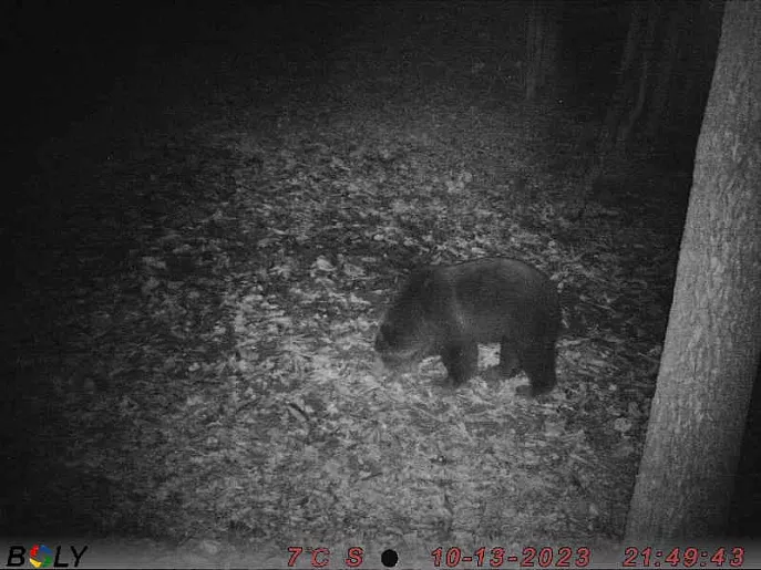 По Тульской области разгуливает краснокнижный бурый медведь