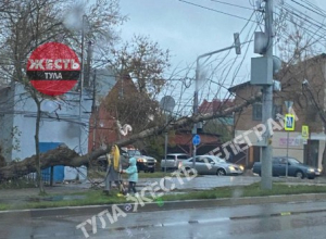 В Туле на улице Токарева упало дерево рядом со школой