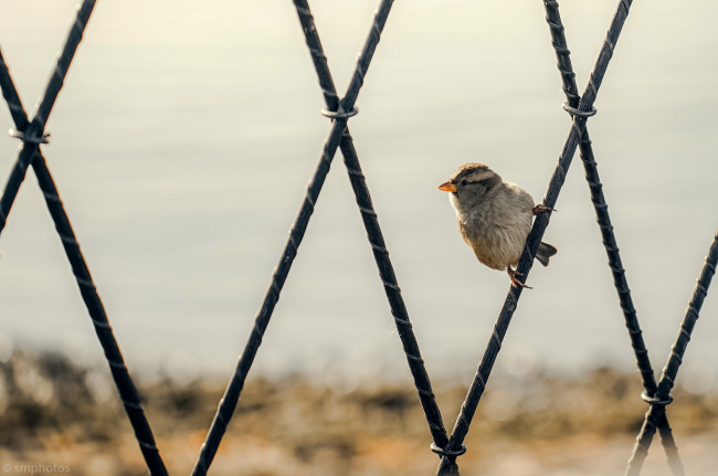 Â«Ð¢ÑÐ»ÑÑÐºÐ¸Ðµ Ð·Ð°ÑÐµÐºÐ¸Â» ÑÑÑÐ¾ÑÑ Ð½Ð¾Ð²ÑÐµ Ð´Ð¾Ð¼Ð° Ð´Ð»Ñ... Ð¿ÑÐ¸Ñ. ÐÐ°ÑÐµÐ¼ Ð½ÑÐ¶Ð½Ñ Ð¸ÑÐºÑÑÑÑÐ²ÐµÐ½Ð½ÑÐµ Ð³Ð½ÐµÐ·Ð´Ð¾Ð²ÑÑ?
