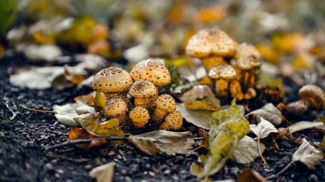 ÐÐµÐ· Ð³Ð½Ð¸ÐµÐ½Ð¸Ñ Ð¸ Ð¿Ð¾Ð²ÑÐµÐ¶Ð´ÐµÐ½Ð¸Ð¹: Ð² Ð Ð¾ÑÐ¿Ð¾ÑÑÐµÐ±Ð½Ð°Ð´Ð·Ð¾ÑÐµ ÑÐ°ÑÑÐºÐ°Ð·Ð°Ð»Ð¸, ÐºÐ°Ðº Ð²ÑÐ±Ð¸ÑÐ°ÑÑ Ð³ÑÐ¸Ð±Ñ