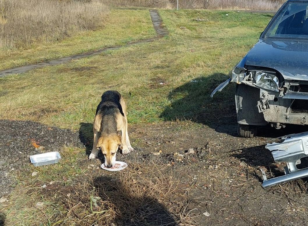 В Тульской области пес второй день ждет своих хозяев, попавших в ДТП | ИА  “Тульская Пресса”