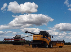 Россельхознадзор обнаружил в Тульской области 10 подкарантинных семян пшеницы