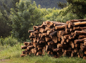 В Тульской области нашли нарушения при ввозе пиломатериалов