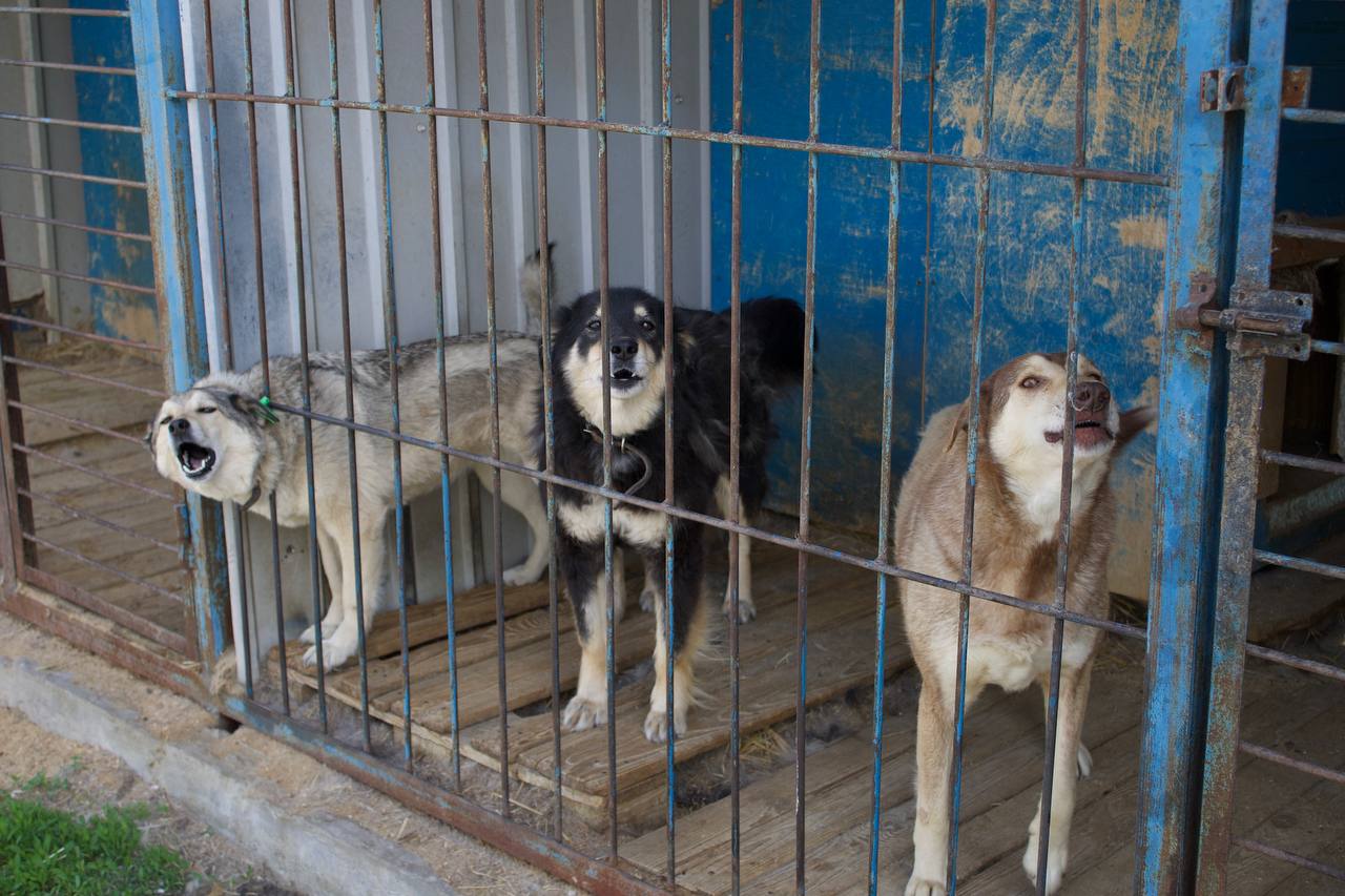 Усыпление домашних животных с вывозом в Туле, Новомосковске
