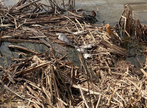 Массовая гибель рыбы в пруду под Тулой: техногенного воздействия не обнаружили