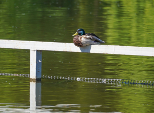 В Щекинском районе до сих пор не открылся один пляж. Причина — в недобросовестном подрядчике