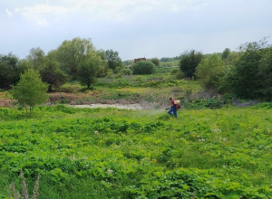 В Алексине активно убирают борщевик Сосновского