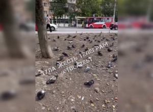 Массовая гибель голубей в Туле: птицы загадочным образом исчезли