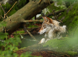 В Тульской области обнаружили волка: в каких районах видели животное