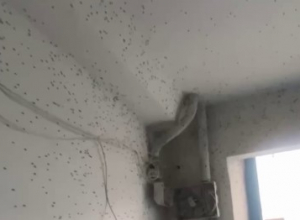 Подъезд новомосковской многоэтажки заполонили насекомые. Видео