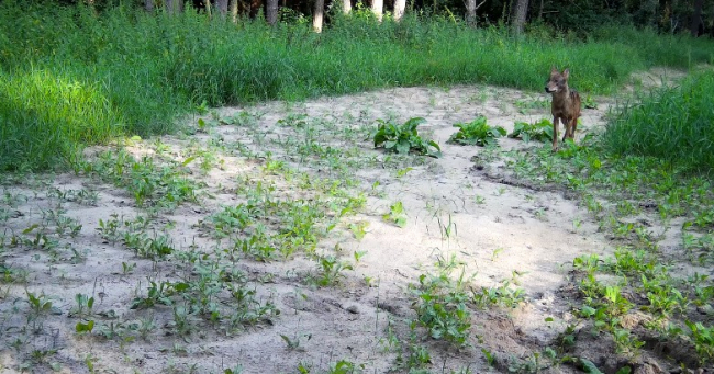 ÐÐ° Ð³ÑÐ°Ð½Ð¸ÑÐµ Ñ Ð¢ÑÐ»ÑÑÐºÐ¾Ð¹ Ð¾Ð±Ð»Ð°ÑÑÑÑ Ð·Ð°Ð¼ÐµÑÐ¸Ð»Ð¸ Ð¼Ð¾Ð»Ð¾Ð´ÑÑ Ð²Ð¾Ð»ÐºÐ¾Ð². ÐÐ¸Ð´ÐµÐ¾