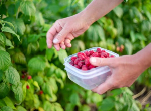 Стало известно, сколько ягод собрали в Тульской области за год