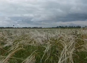 Два растения из Тульской области исключили из Красной книги