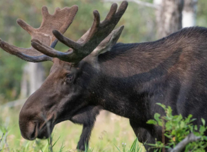 «Осторожно, лоси»: туляков предупредили о возможном выходе на дорогу диких животных
