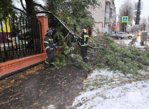 МЧС: в Тульской области из-за непогоды падают деревья