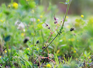 В Тульской области ввели карантин из-за повилики